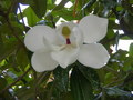2007-Louisiana-Mission-Trip EBC (271).JPG